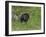 Black Bear (YNP)-Galloimages Online-Framed Photographic Print