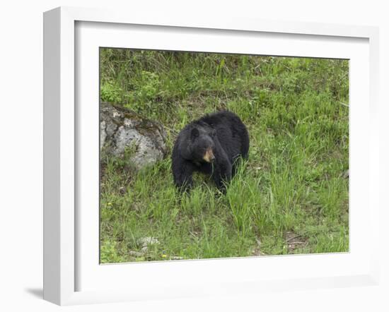 Black Bear (YNP)-Galloimages Online-Framed Photographic Print