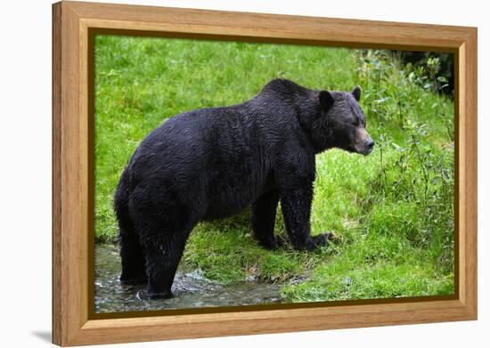 Black Bear-null-Framed Premier Image Canvas