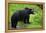 Black Bear-null-Framed Premier Image Canvas