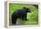 Black Bear-null-Framed Premier Image Canvas