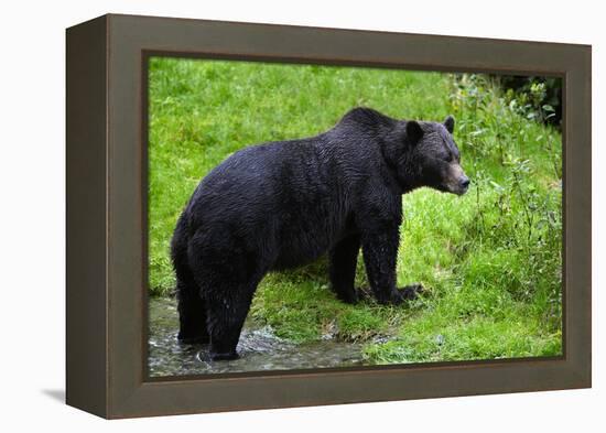 Black Bear-null-Framed Premier Image Canvas