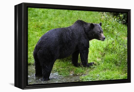 Black Bear-null-Framed Premier Image Canvas
