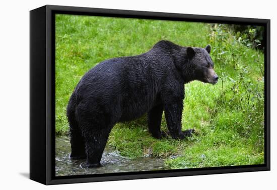 Black Bear-null-Framed Premier Image Canvas