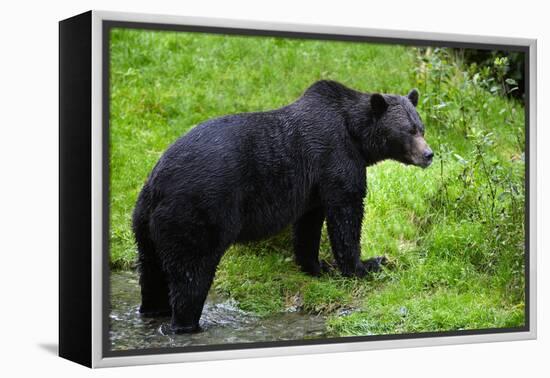 Black Bear-null-Framed Premier Image Canvas