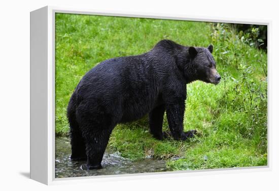 Black Bear-null-Framed Premier Image Canvas