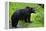 Black Bear-null-Framed Premier Image Canvas