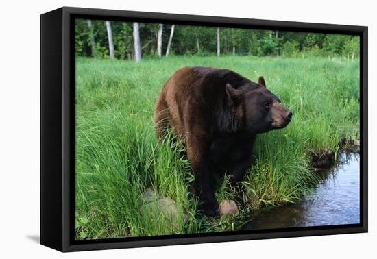 Black Bear-W. Perry Conway-Framed Premier Image Canvas