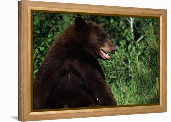 Black Bear-W. Perry Conway-Framed Premier Image Canvas