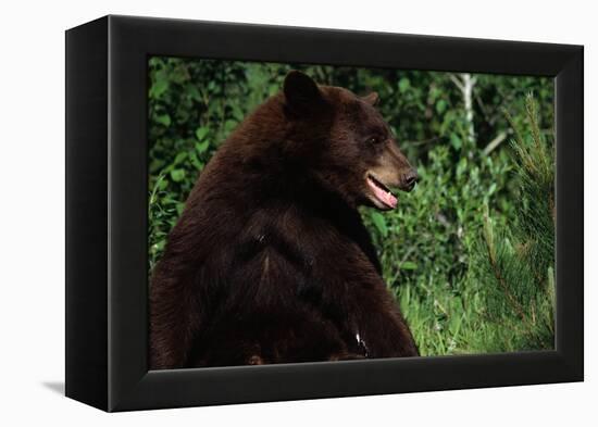 Black Bear-W. Perry Conway-Framed Premier Image Canvas