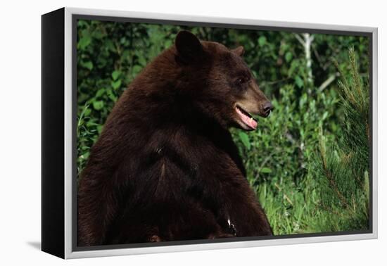 Black Bear-W. Perry Conway-Framed Premier Image Canvas