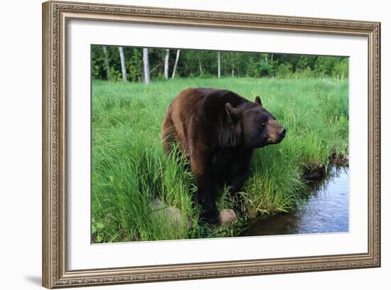 Black Bear-W. Perry Conway-Framed Photographic Print