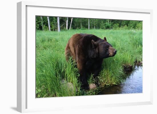 Black Bear-W. Perry Conway-Framed Photographic Print