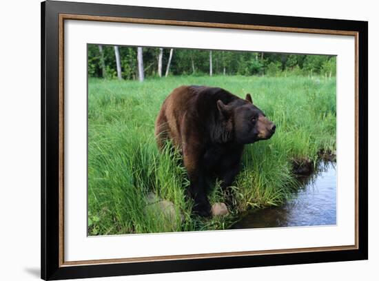 Black Bear-W. Perry Conway-Framed Photographic Print