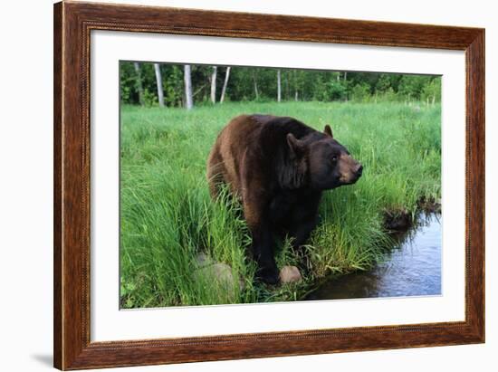 Black Bear-W. Perry Conway-Framed Photographic Print