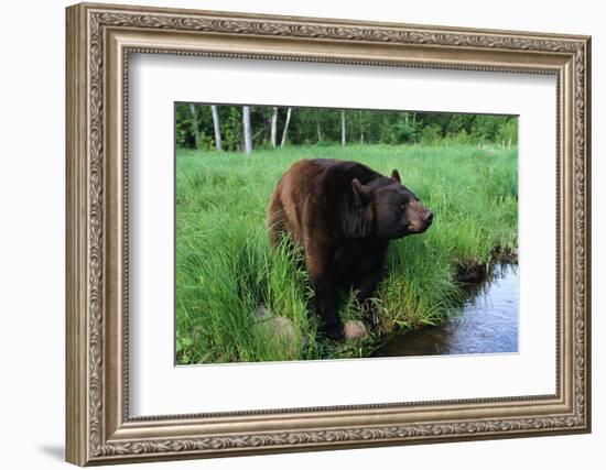 Black Bear-W. Perry Conway-Framed Photographic Print