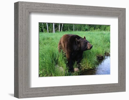 Black Bear-W. Perry Conway-Framed Photographic Print