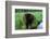 Black Bear-W. Perry Conway-Framed Photographic Print