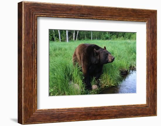 Black Bear-W. Perry Conway-Framed Photographic Print