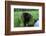 Black Bear-W. Perry Conway-Framed Photographic Print