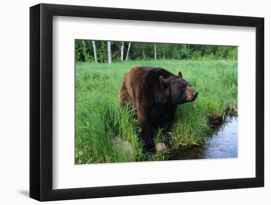 Black Bear-W. Perry Conway-Framed Photographic Print