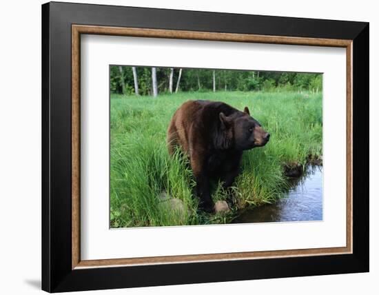 Black Bear-W. Perry Conway-Framed Photographic Print