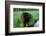 Black Bear-W. Perry Conway-Framed Photographic Print