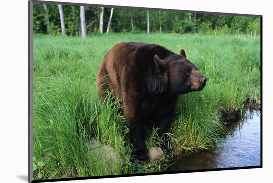 Black Bear-W. Perry Conway-Mounted Photographic Print