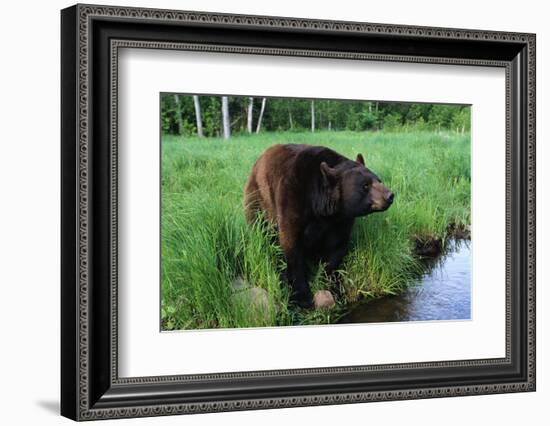 Black Bear-W. Perry Conway-Framed Photographic Print