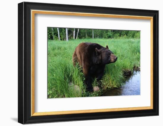 Black Bear-W. Perry Conway-Framed Photographic Print