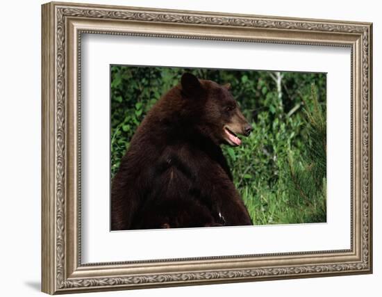 Black Bear-W. Perry Conway-Framed Photographic Print