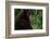 Black Bear-W. Perry Conway-Framed Photographic Print