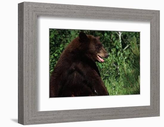 Black Bear-W. Perry Conway-Framed Photographic Print