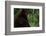 Black Bear-W. Perry Conway-Framed Photographic Print