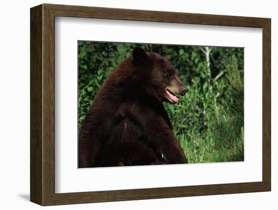 Black Bear-W. Perry Conway-Framed Photographic Print