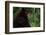 Black Bear-W. Perry Conway-Framed Photographic Print