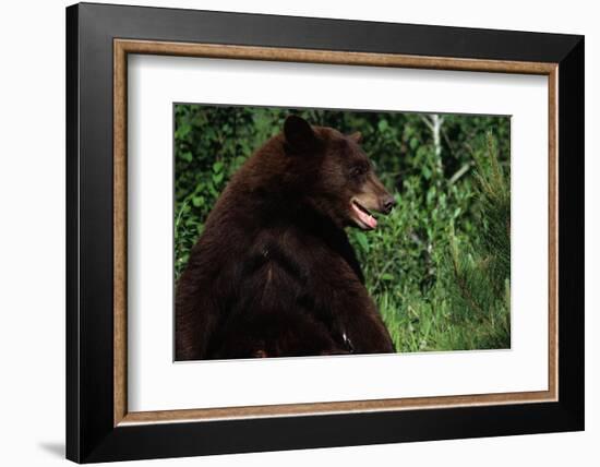 Black Bear-W. Perry Conway-Framed Photographic Print