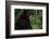 Black Bear-W. Perry Conway-Framed Photographic Print