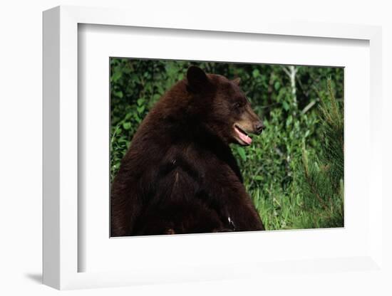 Black Bear-W. Perry Conway-Framed Photographic Print