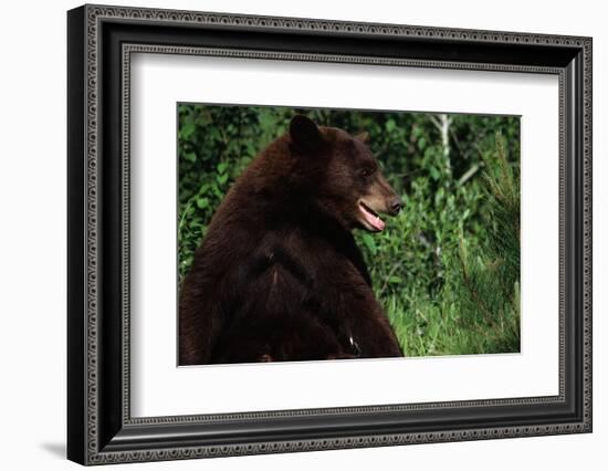 Black Bear-W. Perry Conway-Framed Photographic Print