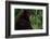 Black Bear-W. Perry Conway-Framed Photographic Print