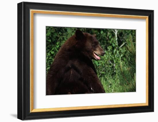 Black Bear-W. Perry Conway-Framed Photographic Print