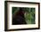 Black Bear-W. Perry Conway-Framed Photographic Print