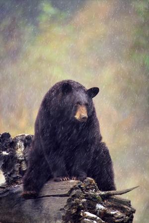 'Black Bear' Photographic Print - DLILLC | Art.com