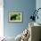 Black Bear-null-Framed Photographic Print displayed on a wall