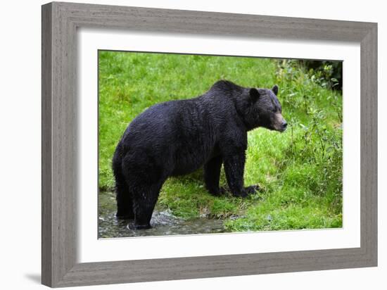 Black Bear-null-Framed Photographic Print