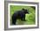 Black Bear-null-Framed Photographic Print