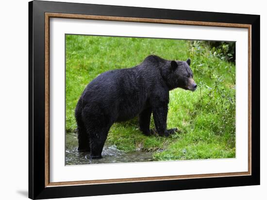 Black Bear-null-Framed Photographic Print