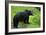 Black Bear-null-Framed Photographic Print