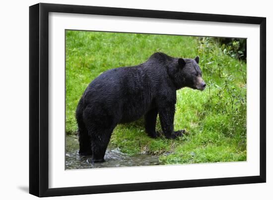 Black Bear-null-Framed Photographic Print